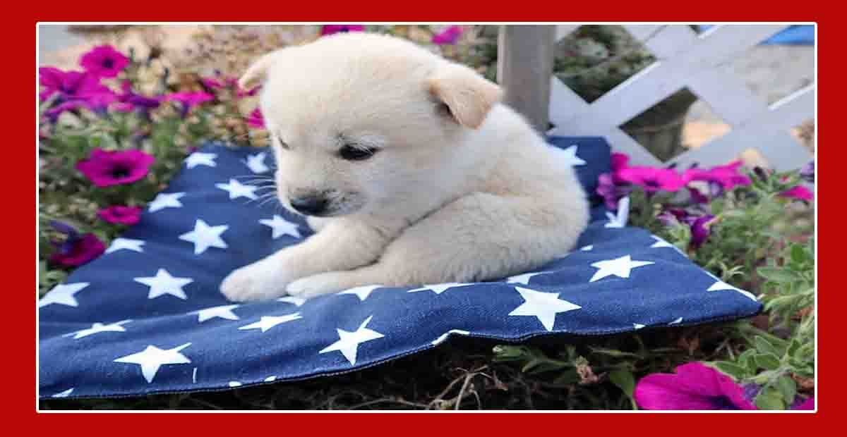 pet care